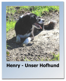 Henry - Unser Hofhund